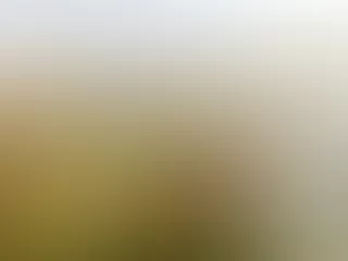 weite Moor-Landschaft mit Büschen vorne, Wasser und einigen Bäumen im Hintergrund